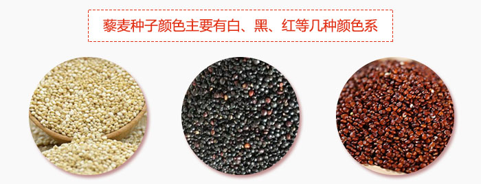 藜麥種子顏色主要有白、黑、紅等幾種顏色系，營養(yǎng)成分相差不大，其中白色口感好，黑、紅色口感相對(duì)差些，籽粒也較小。